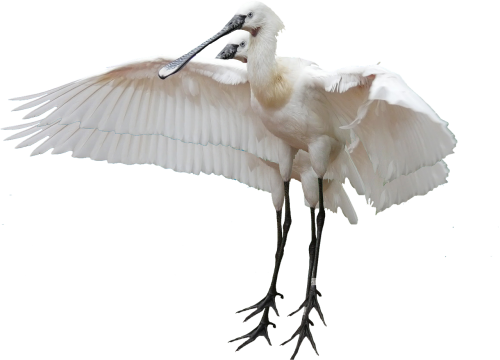 isolated stork bird