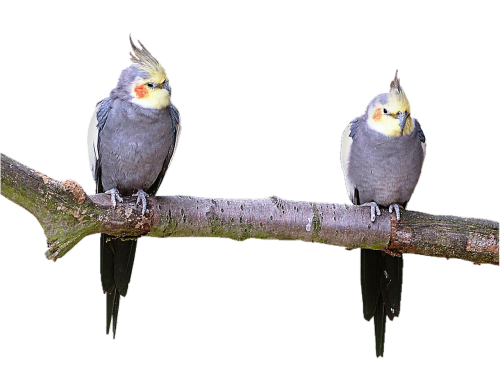 isolated parakeets birds