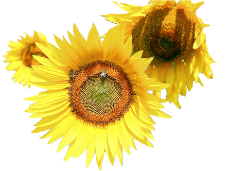 isolated sunflower plant