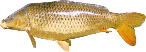 isolated carp freshwater fish