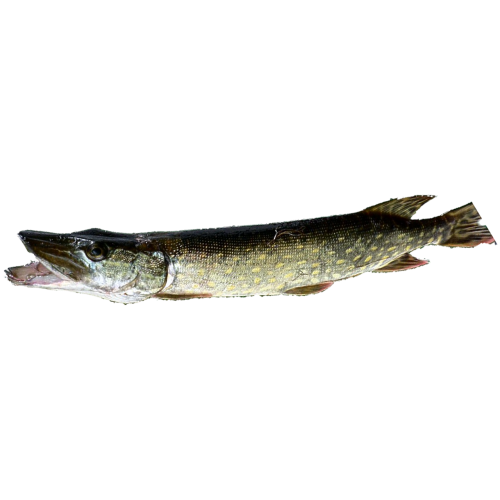 isolated pike fish