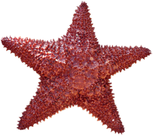 isolated starfish sea