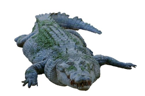 isolated crocodile dangerous