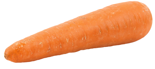 isolated carrot orange