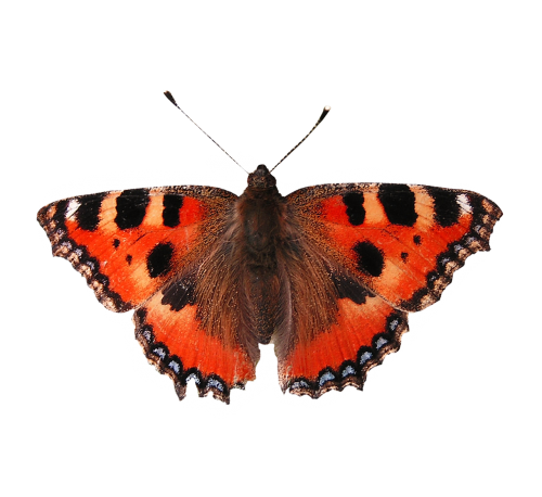 isolated butterfly butterfly butterfly isolated