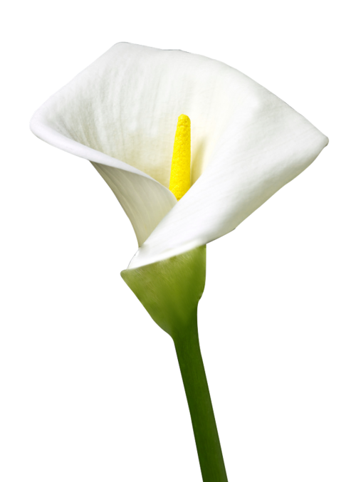 isolated lily lily flower