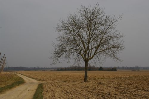 isolated tree path fields