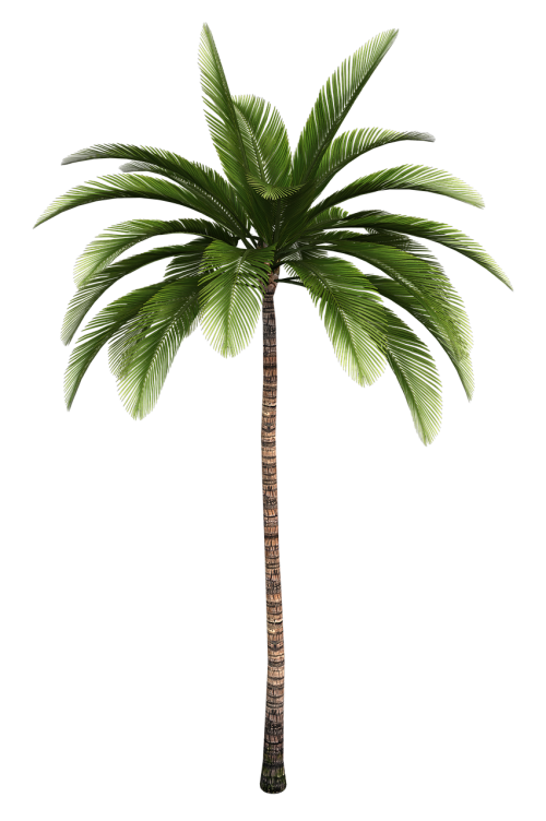isolated tree tree palm