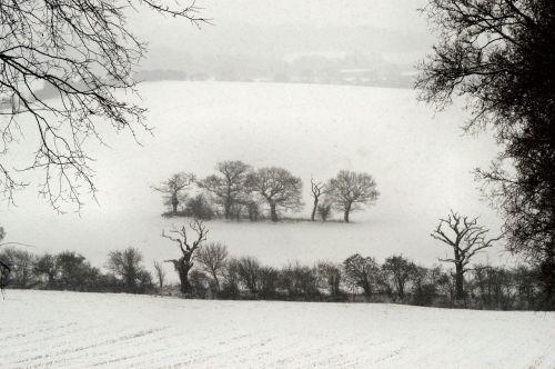 isolation trees snow