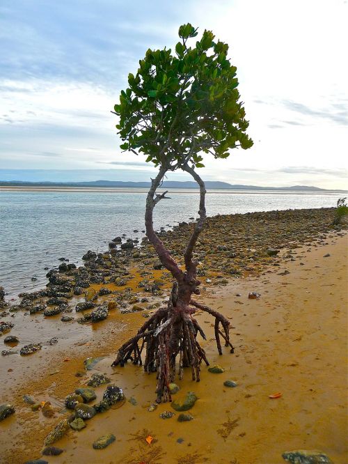 isolation mangrove tree