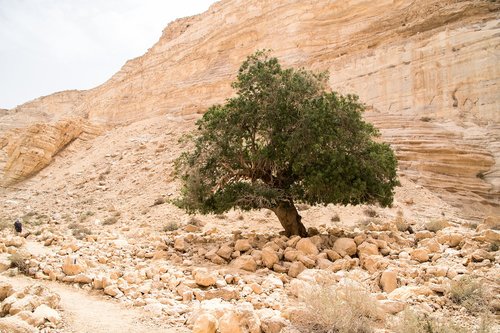 israel  desert  tree