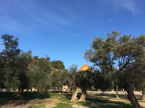 israel temple olive