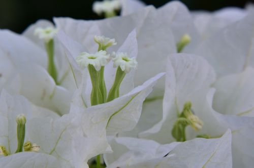 israeli summer flower