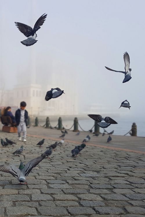 istanbul pigeons mosque