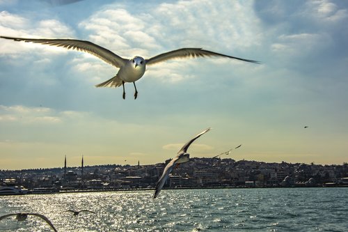 istanbul  seagull  turkey