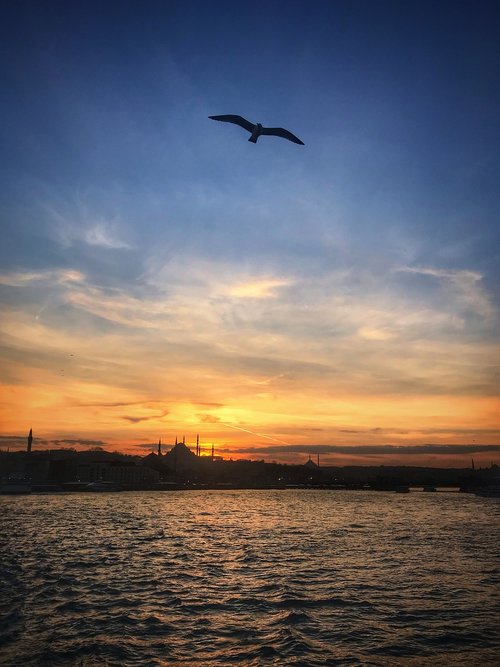 istanbul  sunset  bird