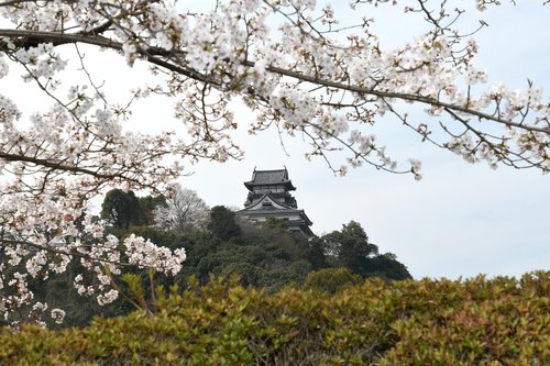 it  inuyama  cherry blossoms