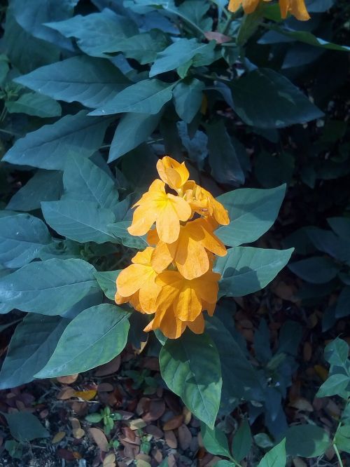 it leaves flowers sagkrni flowers the orange-yellow flowers