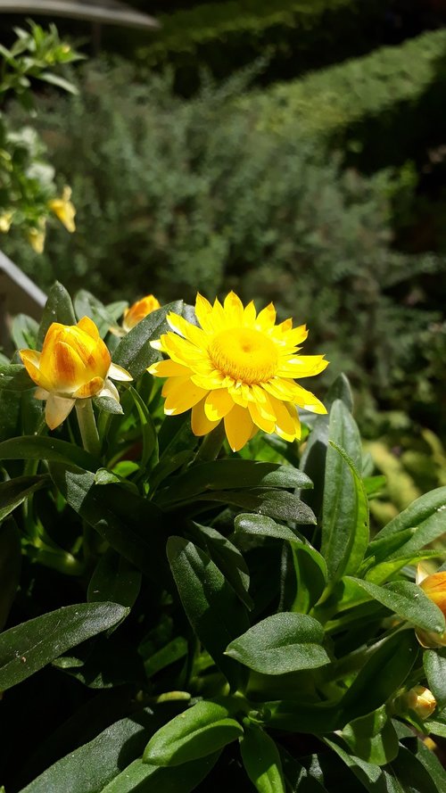 italicum  summer meadow  close up