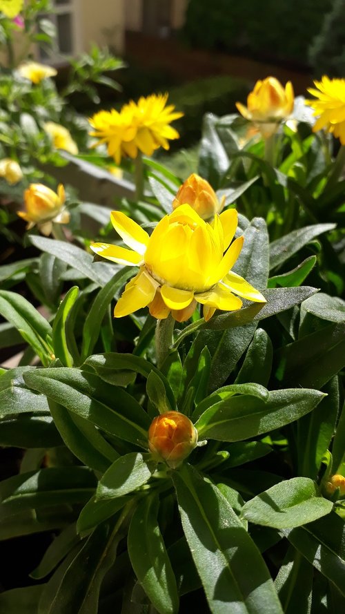 italicum  summer meadow  close up