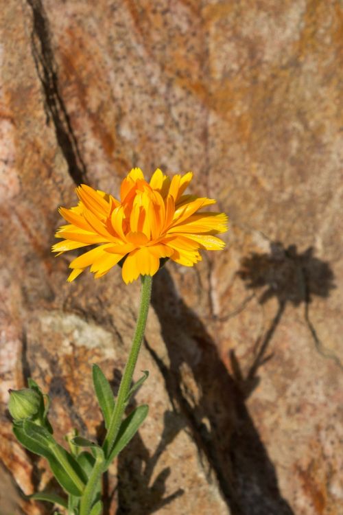 italicum stone stone flower