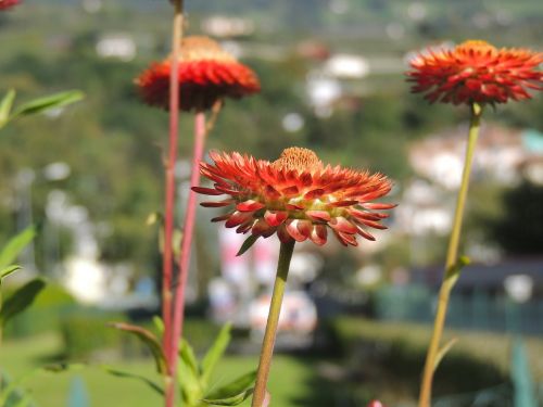 italicum blossom bloom