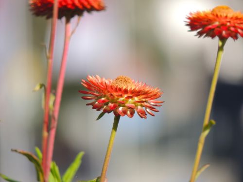 italicum blossom bloom