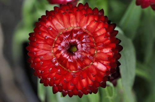 italicum flower red