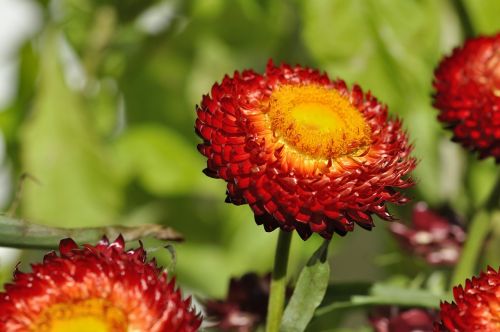 italicum flower orange