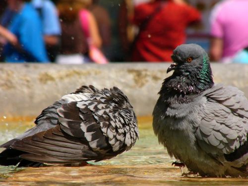 italy rome pigeons