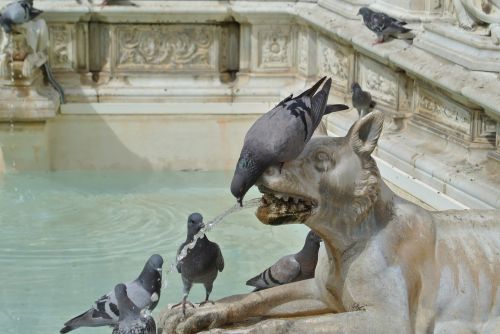 italy fountain pigeons