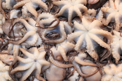 italy octopus naples