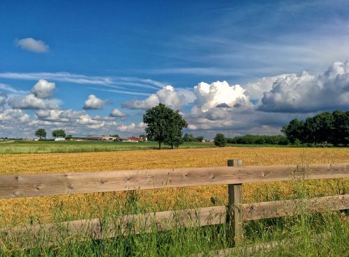 italy wheat spring