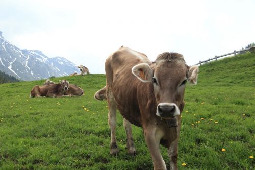 italy cow mountain