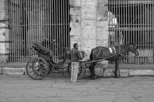 italy rome horse