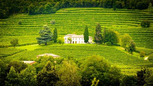 italy winery vines
