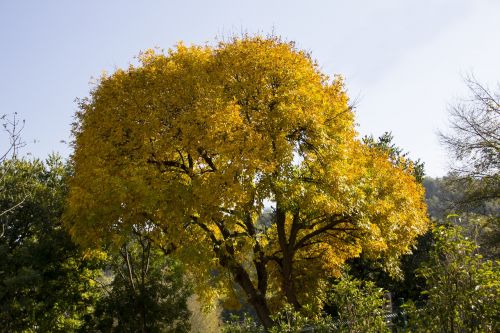 italy tree autumn