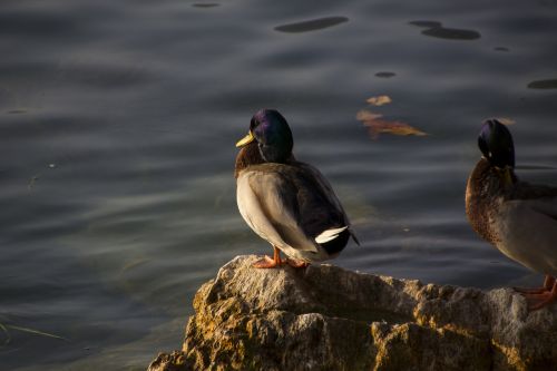 italy duck nature