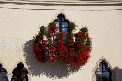 italy garda flower