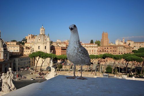 italy  rome  monuments