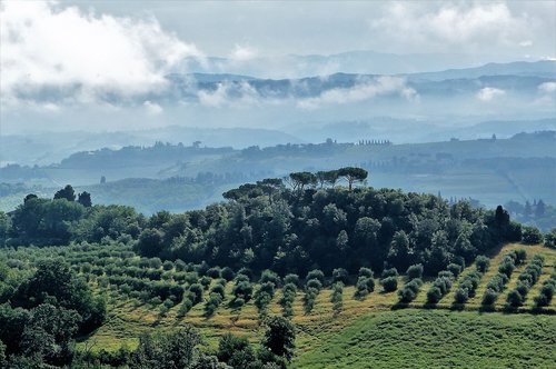 italy  olive grove  landscape