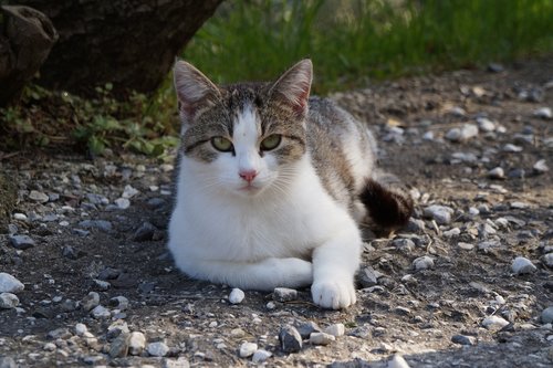 italy  vacations  cat