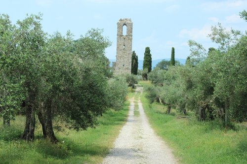 italy  ruin  olive trees
