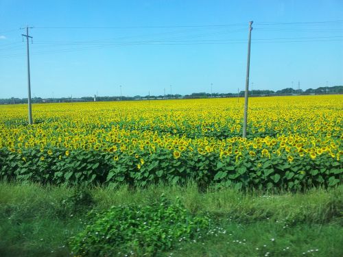 italy sunflower tuscany