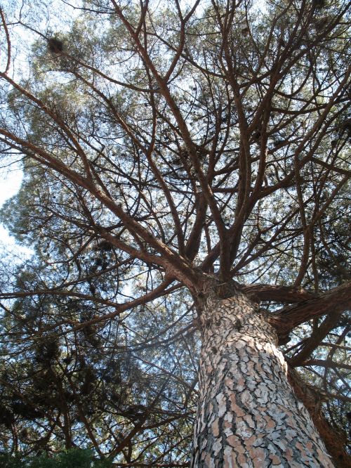 Italy Large Tree