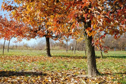 it's raining leaf plants season