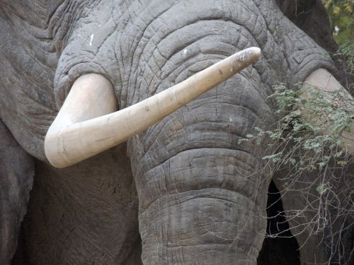ivory tusk animals
