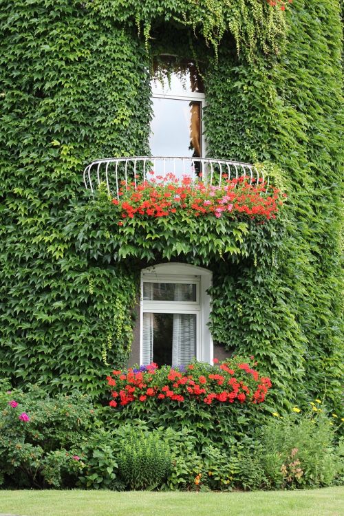 ivy facade ivy leaf