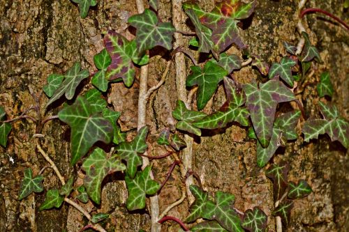 ivy creeper tree