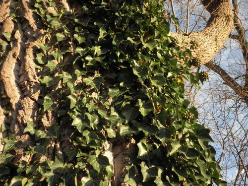 ivy climber common ivy